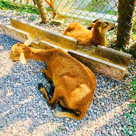 Ruisui Palm Lakes B&B エクステリア 写真